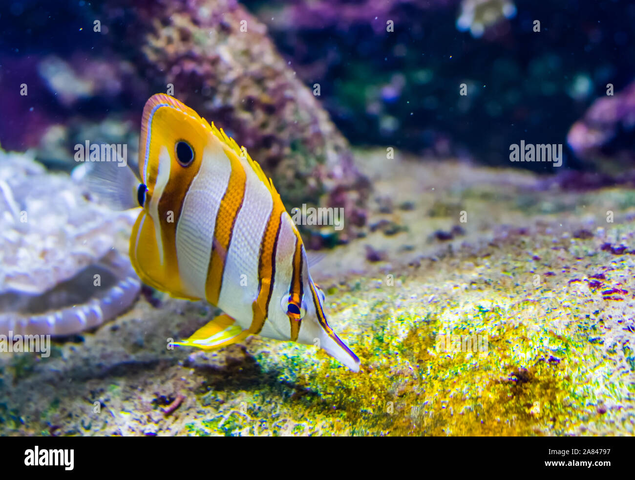 Copperband butterfly Fisch in Nahaufnahme, bunten tropischen Fischen specie vom Pazifischen Ozean Stockfoto