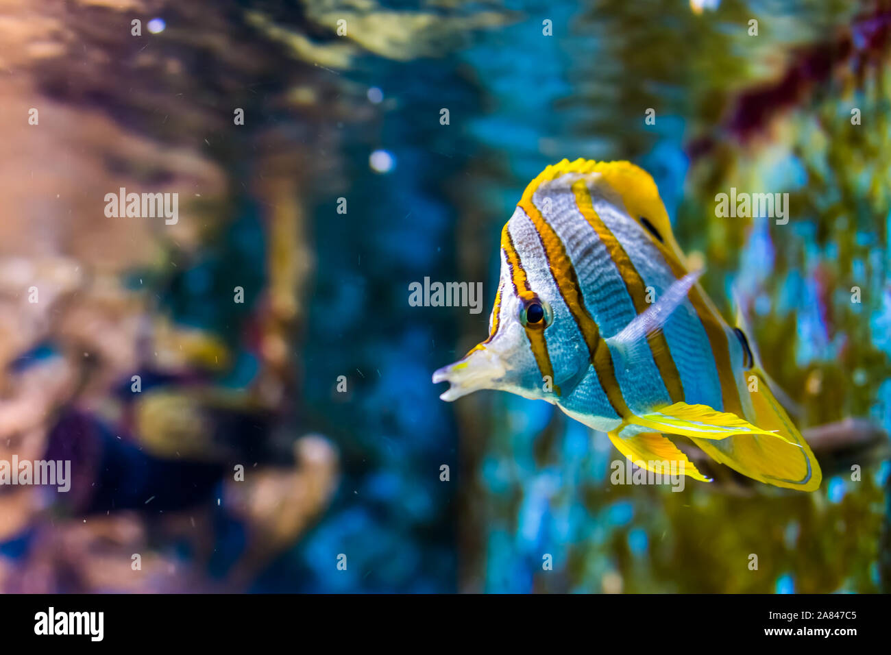 Copperband butterfly Fisch schwimmen, tropischen Tierart aus dem Pazifischen Ozean Stockfoto