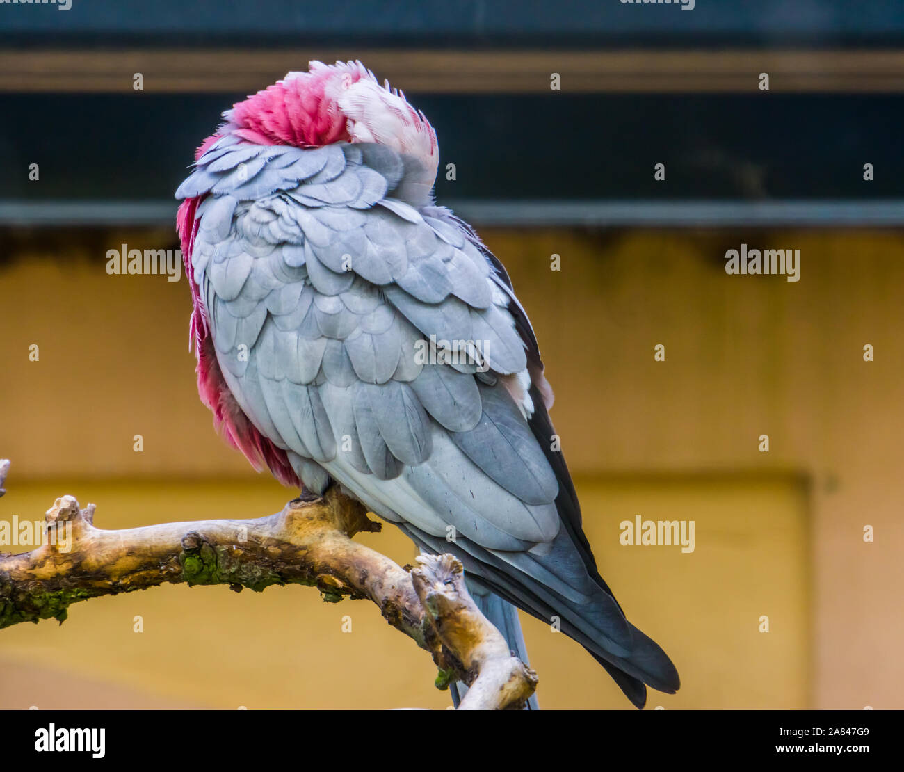 Nahaufnahme einer Rose breasted Cockatoo schlafen, tropischen Papagei aus Australien Stockfoto