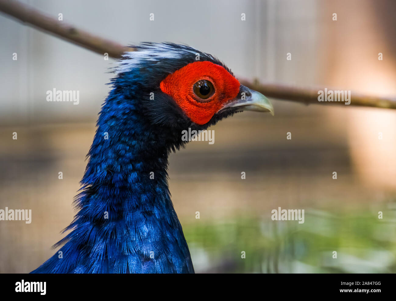 Die männlichen Edwards Fasan Gesicht in Nahaufnahme, tropischen Vogel aus Vietnam, vom Aussterben bedrohten Tierart Stockfoto