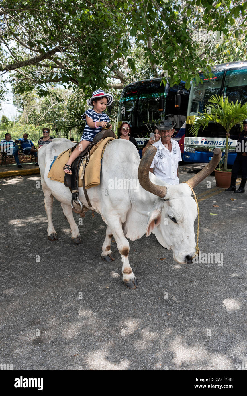 Ein junges Kind Reiten Sattel bis Ochsen bei der Tourist Outlook View im Los Jazmines - Mirador im Valle de Vinales, einem UNESCO-Kulturlandschaft Stockfoto