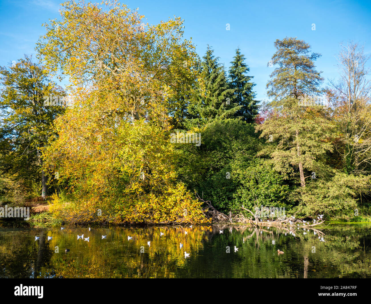Wick Teich, den Valley Gardens, Windsor Great Park, Surrey, England, UK, GB. Stockfoto
