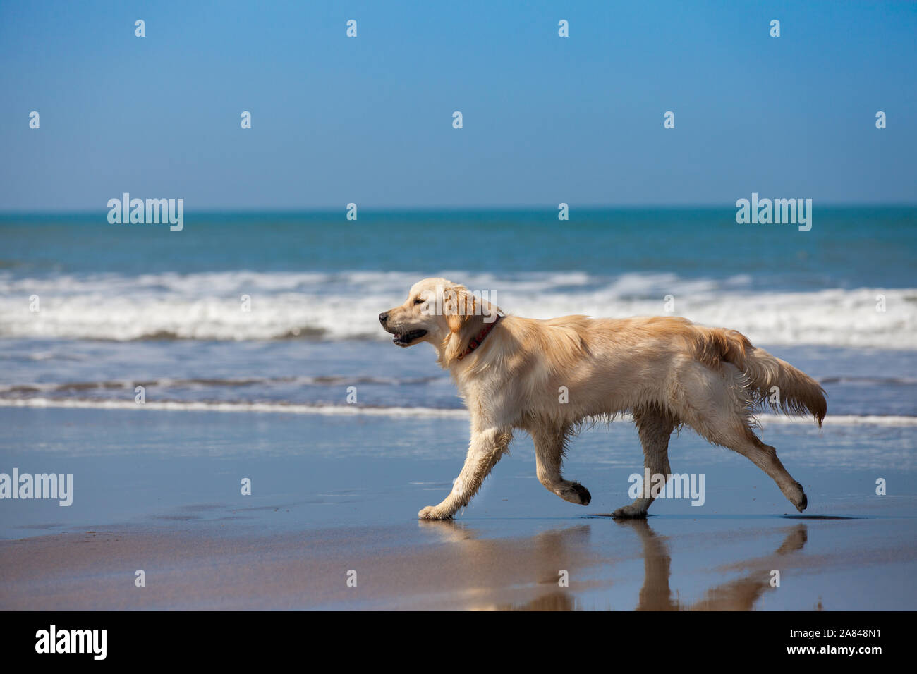 Ein junger goldener Retriever, der am Strand entlang läuft und das Meer hinter sich hat. Stockfoto