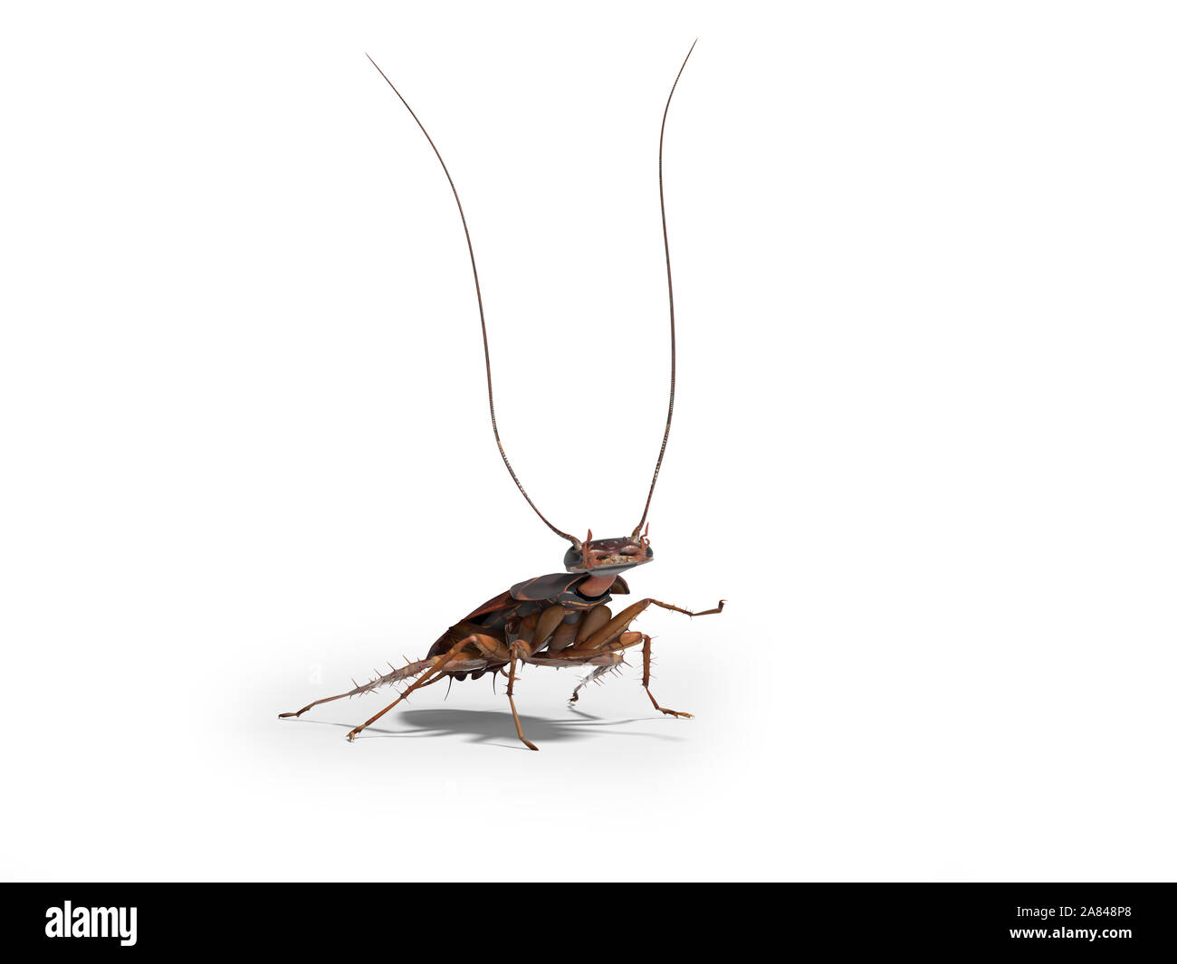 Kakerlake hob seinen Schnurrbart, 3D-Rendering auf weißem Hintergrund mit Schatten Stockfoto