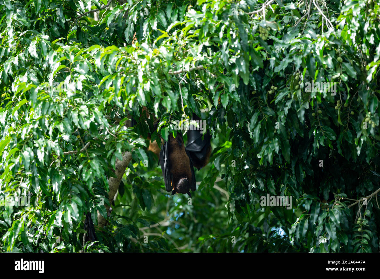 Indische Flying Fox oder mehr Indian fruit bat Schließen Sie herauf Bild hängen vom Baum mit Augen im Ranthambore Nationalpark oder Tiger Reserve öffnen, Indien Stockfoto