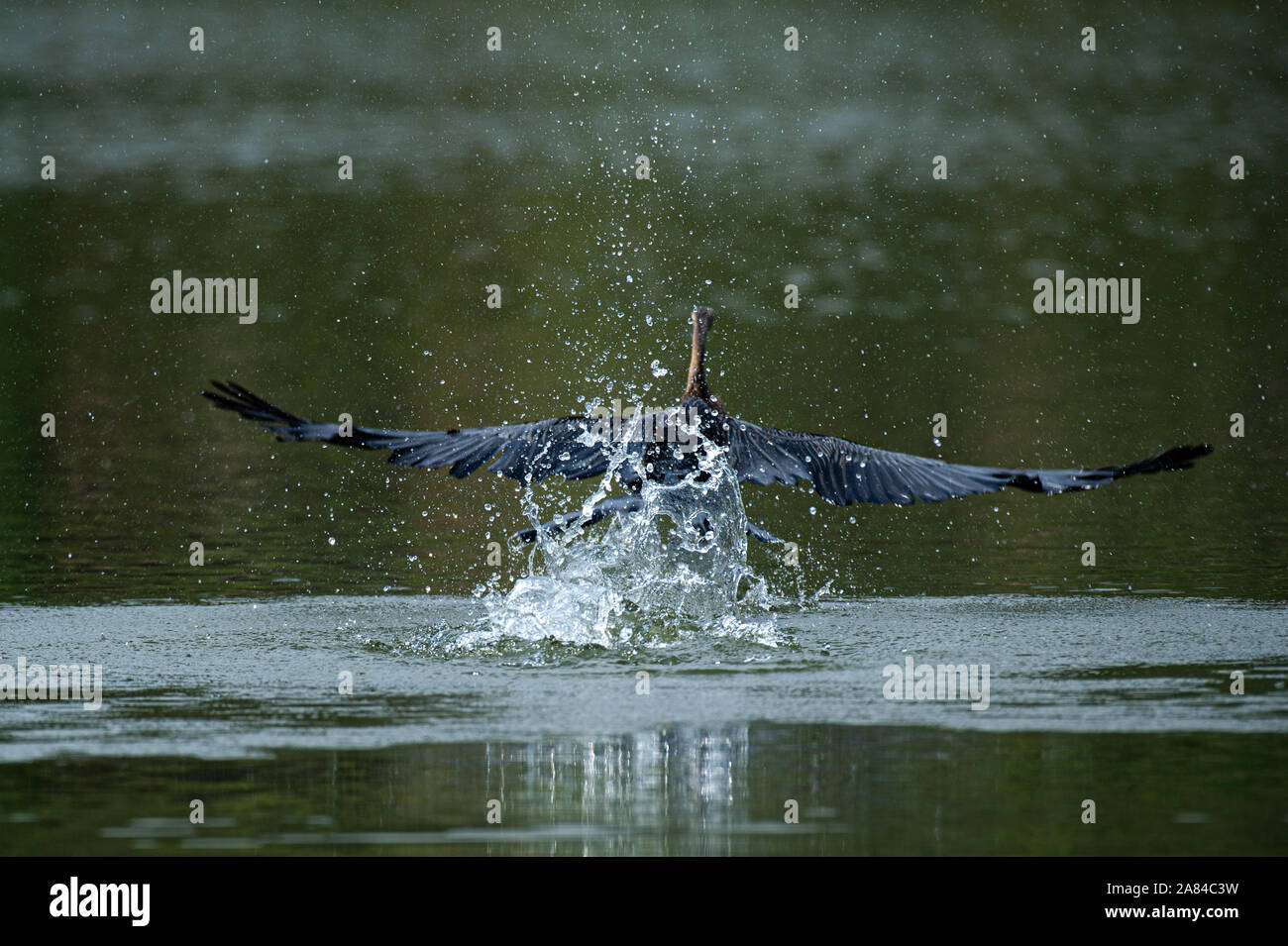 Juvenile Bachstelze im Grünland, A Great Blue heron Landung auf dem Wasser Stockfoto