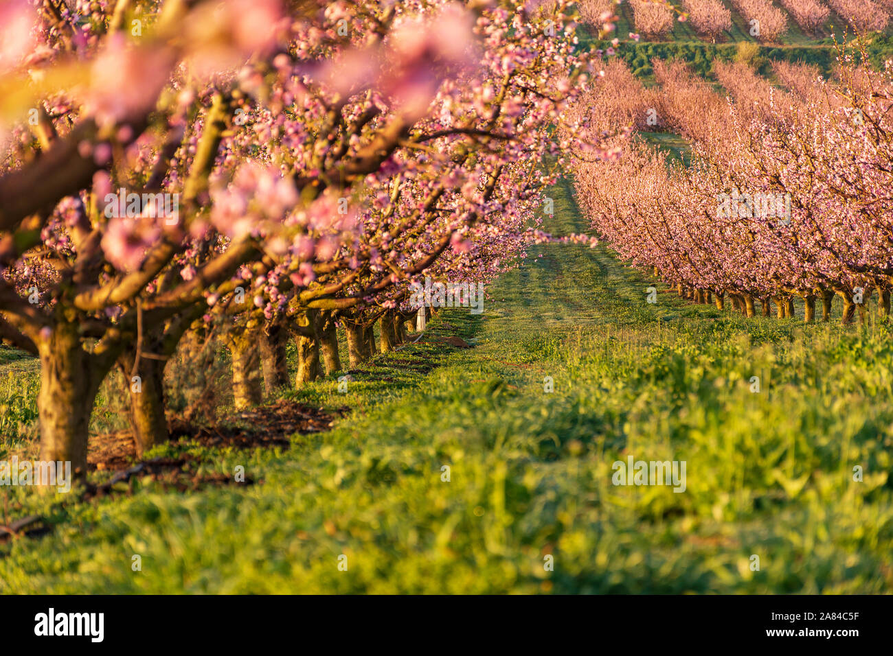 Blick auf rosa Pfirsichbäume blühen. Weiß und Rosa zarten Blüten. Rosa und frischen Farbtönen auf einem natürlichen Hintergrund. Aitona. Landschaft. Nahaufnahme Stockfoto