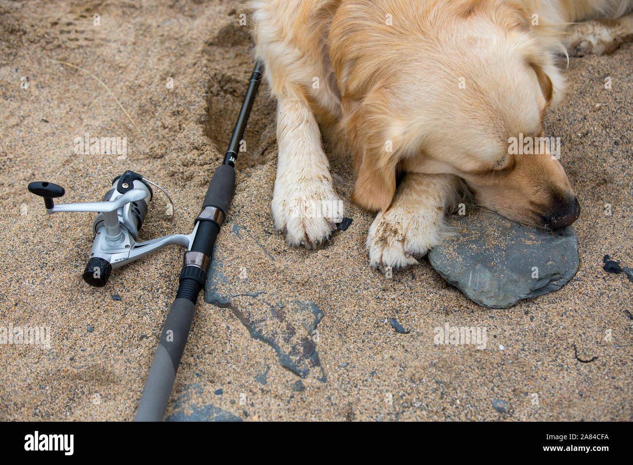 Ein Golden Retriever Hund liegend neben einer Angelrute und Haspel an einem Sandstrand. Stockfoto
