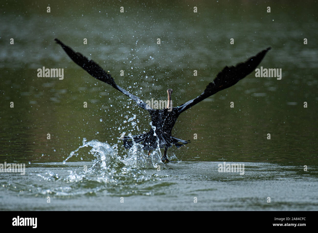 Juvenile Bachstelze im Grünland, A Great Blue heron Landung auf dem Wasser Stockfoto