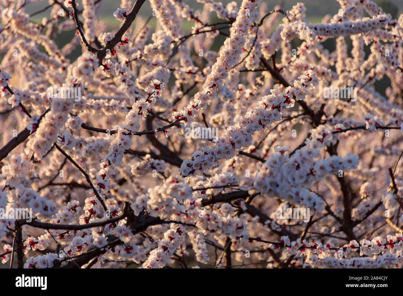 Blick auf die weissen Peach Tree in der Blüte. Weiß und Rosa zarten Blüten. Rosa und frischen Farbtönen auf einem natürlichen Hintergrund. Aitona. Landschaft. Nahaufnahme Stockfoto