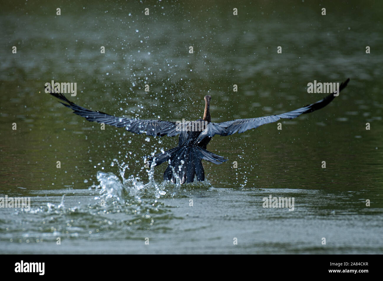 Juvenile Bachstelze im Grünland, A Great Blue heron Landung auf dem Wasser Stockfoto