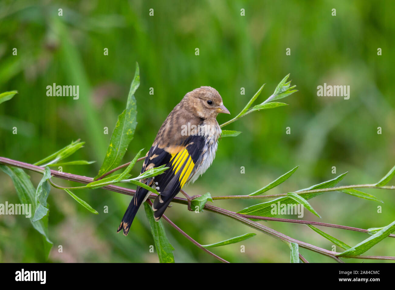 Europäische Goldfinch Zuchtjahr Zuchtjahr Stockfoto