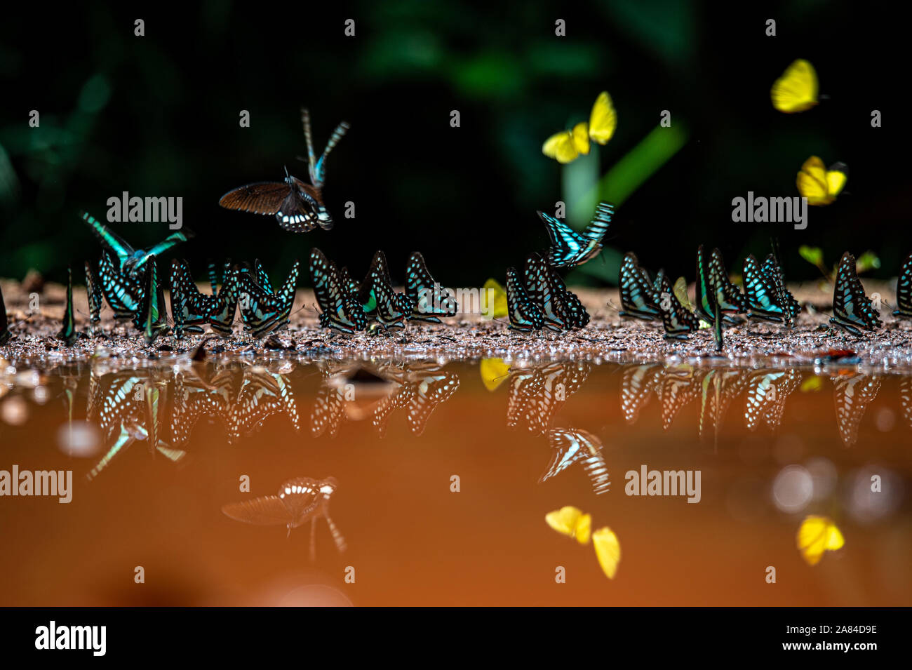 Flattern Flug Mechanismen in Insekten Stockfoto
