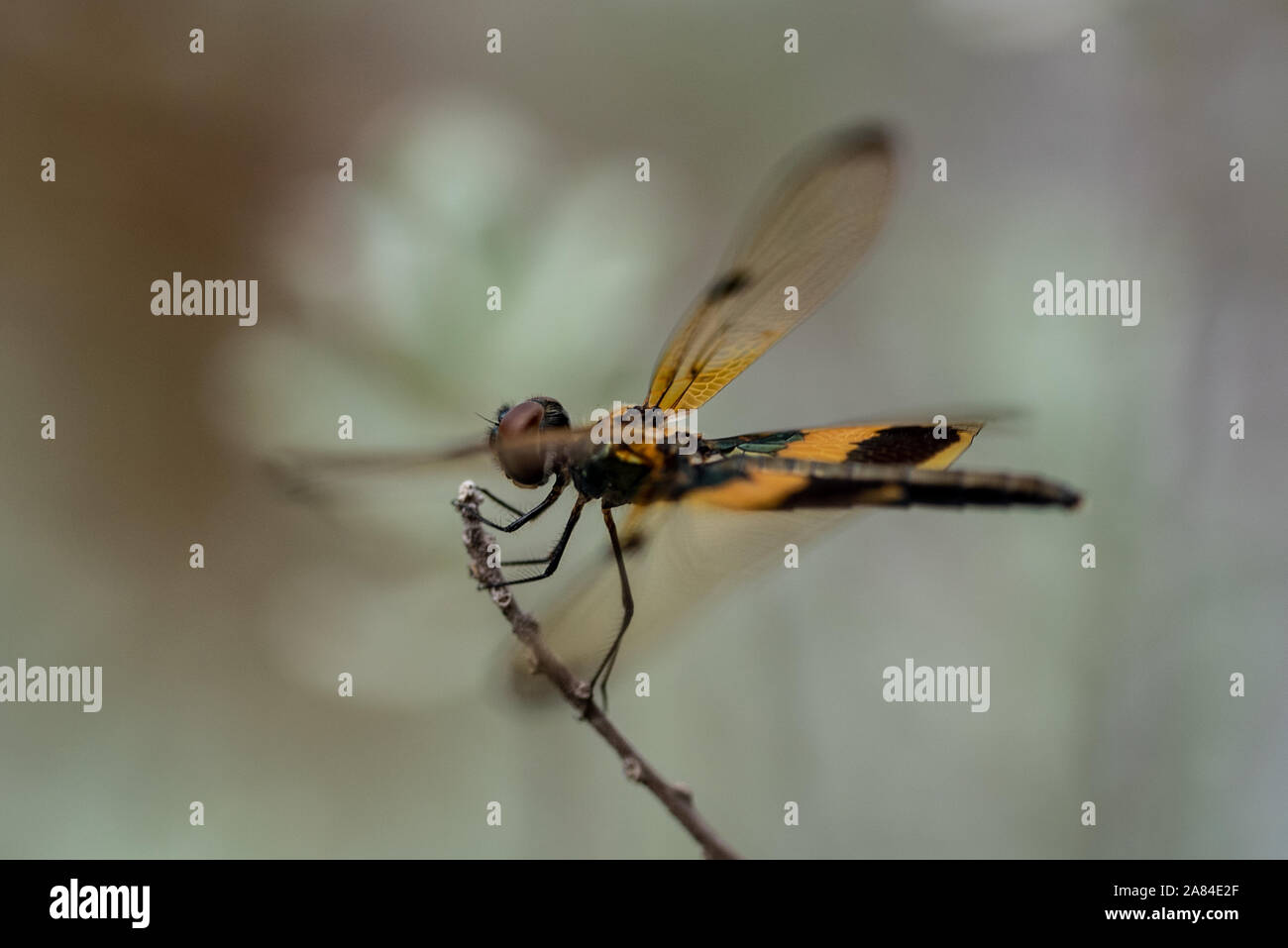 Männlich behaarte Dragonfly Ruhestätte auf die Vegetation Stockfoto