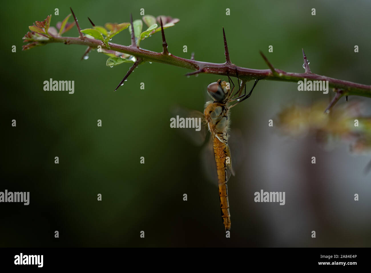 Männlich behaarte Dragonfly Ruhestätte auf die Vegetation Stockfoto