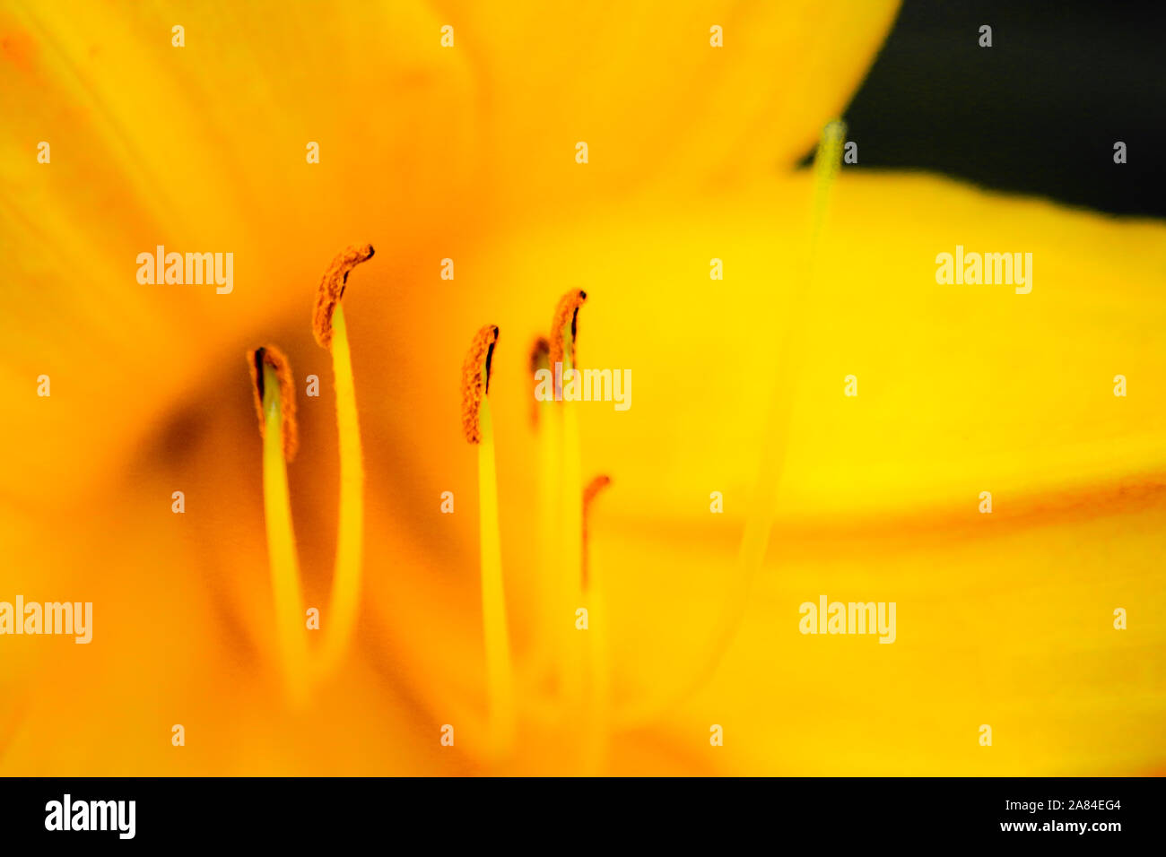 Gelbe Blume staubblatt Makro Stockfoto