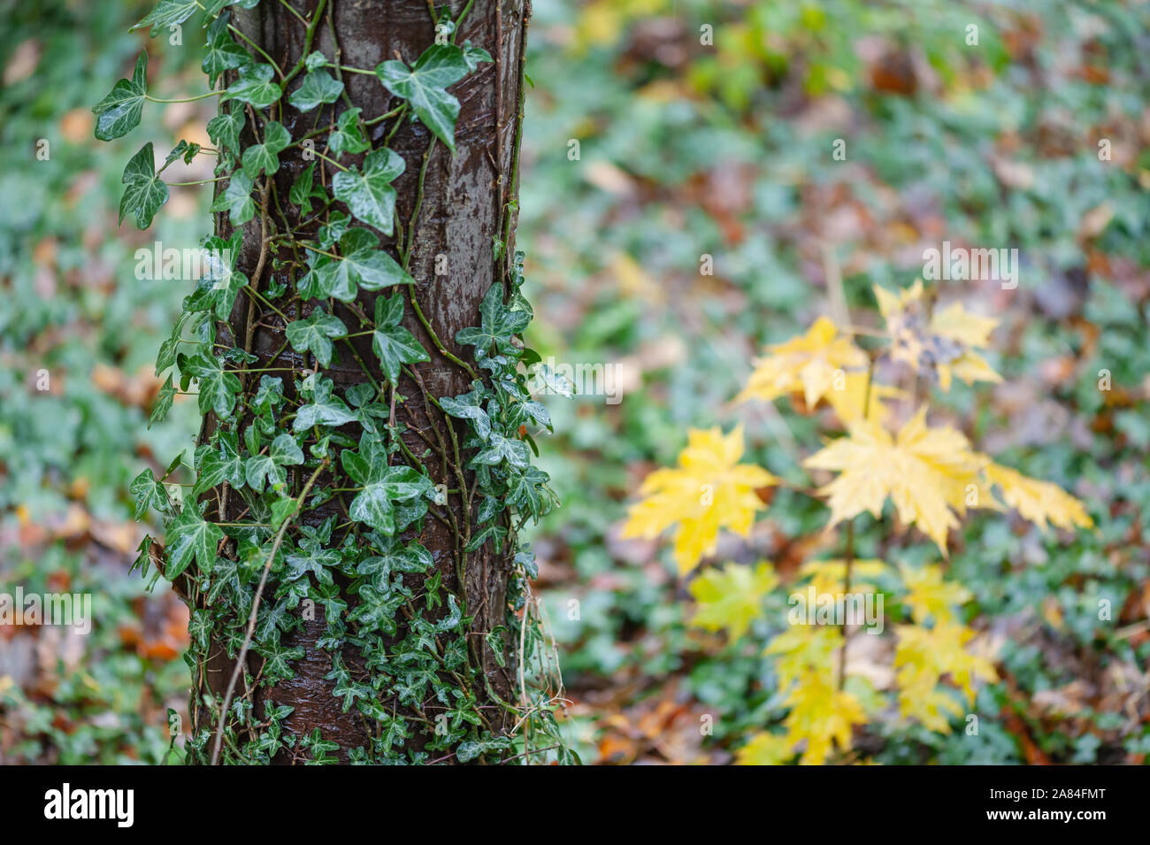 Baumstamm mit Efeu wächst, gelben Blätter im Herbst im Hintergrund. Stockfoto