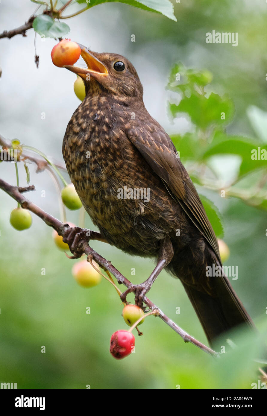 Juvenile blackbird Essen Kirschen in walisischen Garten. Stockfoto