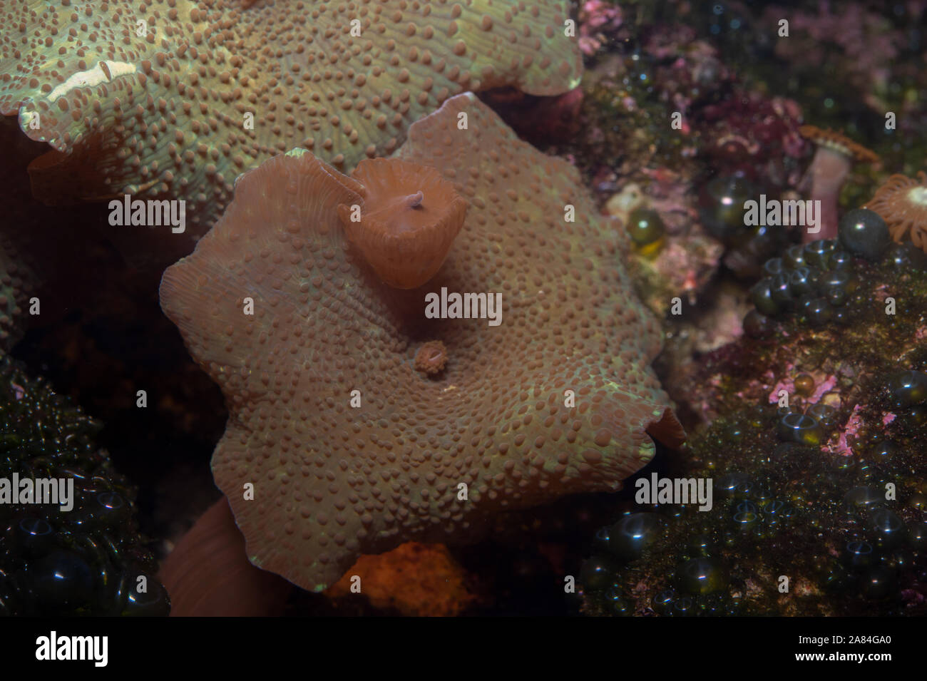 Reproduktion durch Knospung von Mushroom Coral, Discosoma sp., Discosomatidae, Bali, Indonesien, Indo-Pazifischen Ozean Stockfoto