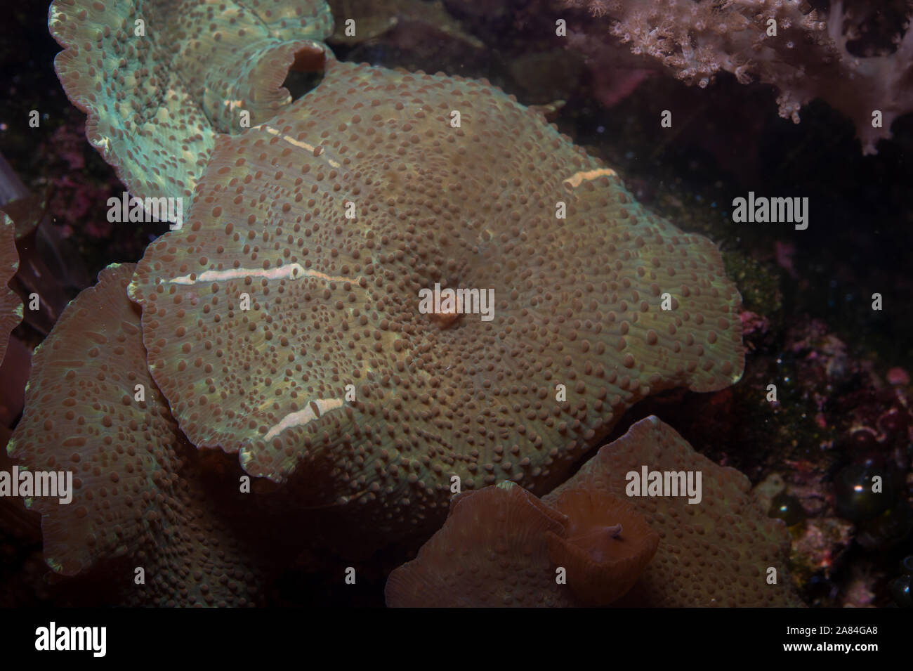 Mushroom Coral, Discosoma sp., Discosomatidae, Bali, Indonesien, Indo-Pazifischen Ozean Stockfoto