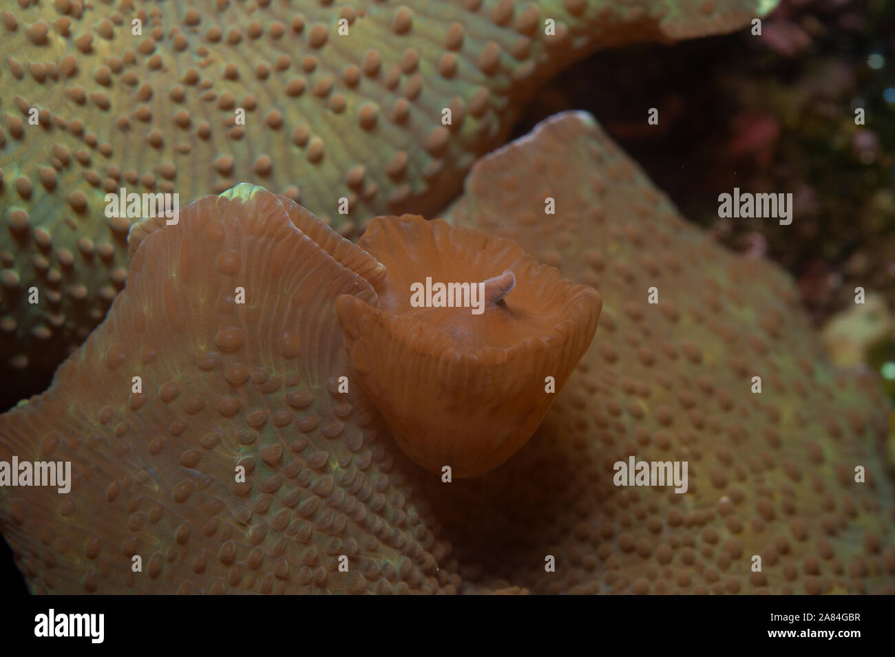 Reproduktion durch Knospung von Mushroom Coral, Discosoma sp., Discosomatidae, Bali, Indonesien, Indo-Pazifischen Ozean Stockfoto