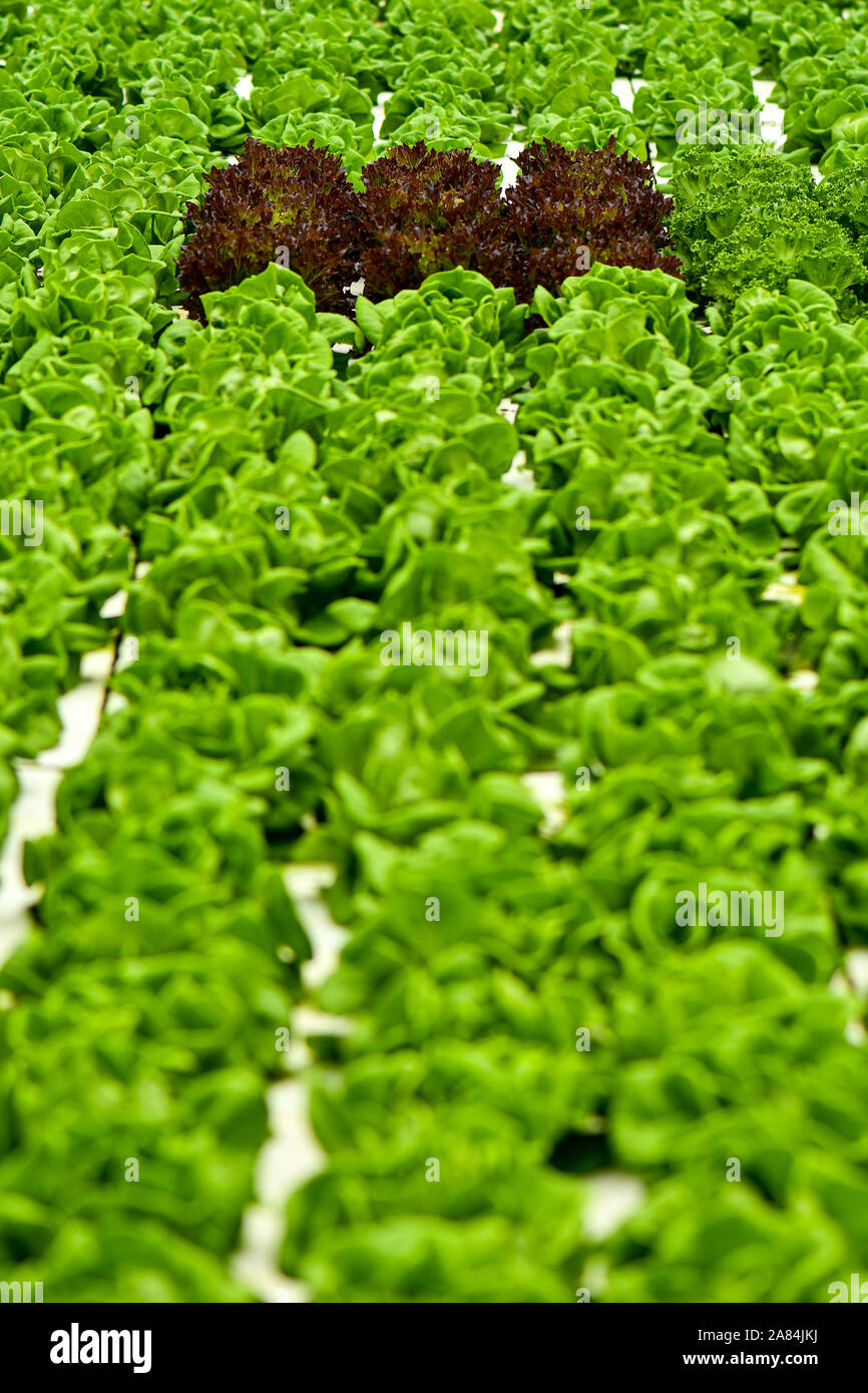 Hydroponics schwimmende Pflanzen system Landwirtschaft mit Gruppe von Gemüse. Stockfoto