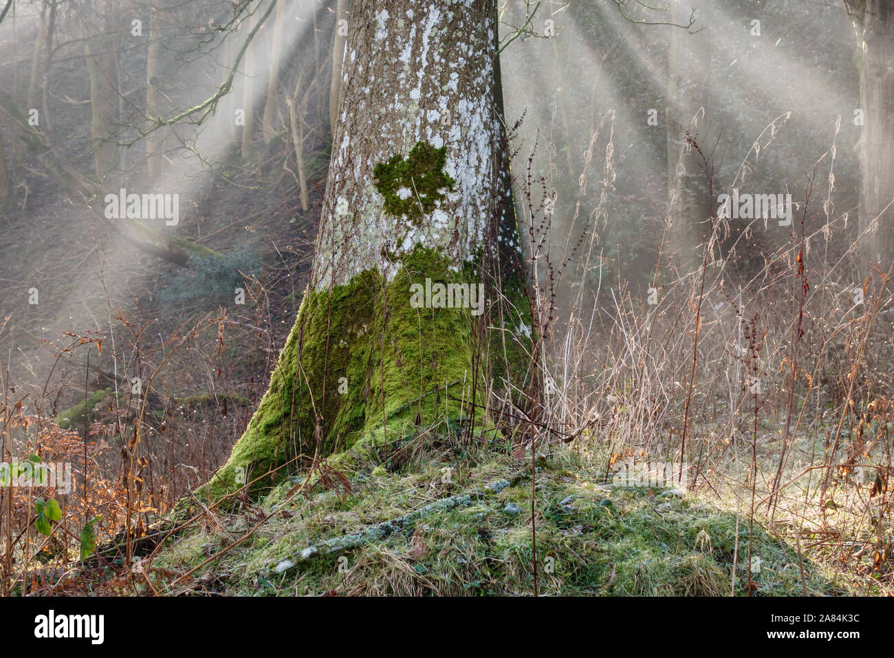 Sonnenstrahl scheint durch die Bäume im Wald an einem Wintermorgen, Großbritannien Stockfoto