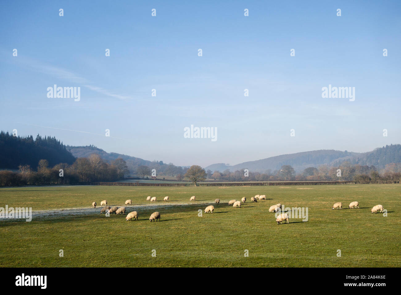 Eine Herde Schafe in einem Feld an einem schönen Wintertag in der Nähe der kleinen walisischen Stadt des Presteigne, Powys, UK. Stockfoto