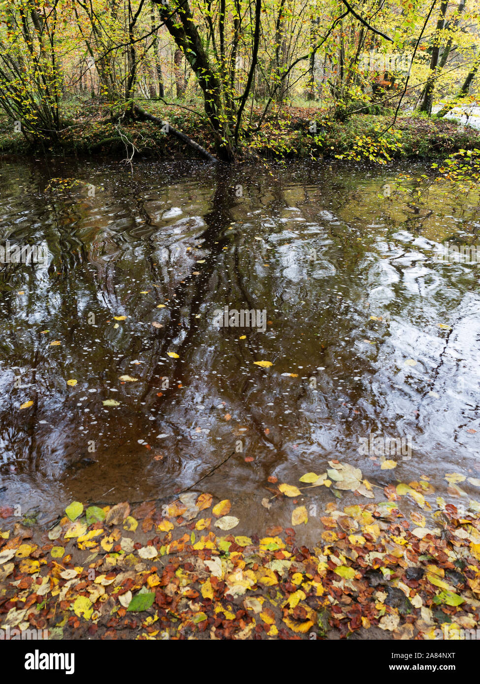 Herbst Reflexionen im River Wharfe in Strid Holz Bolton Abbey Yorkshire Dales England Stockfoto