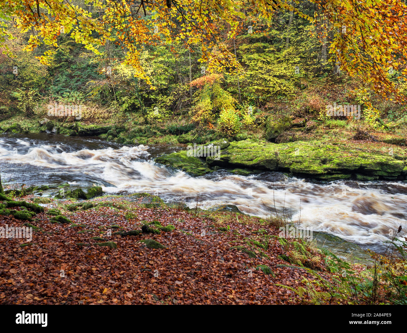 Die River Wharfe fließt schnell durch die Strid Strid Holz Bolton Abbey in Yorkshire Dales England Stockfoto