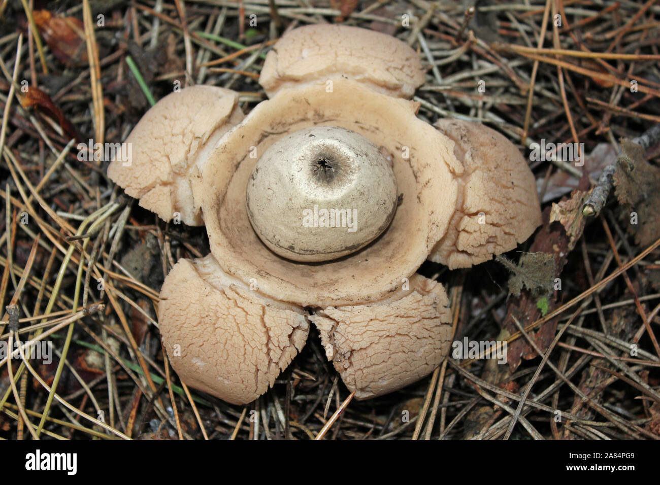 Mit Kragen Earthstar Geastrum triplex Stockfoto