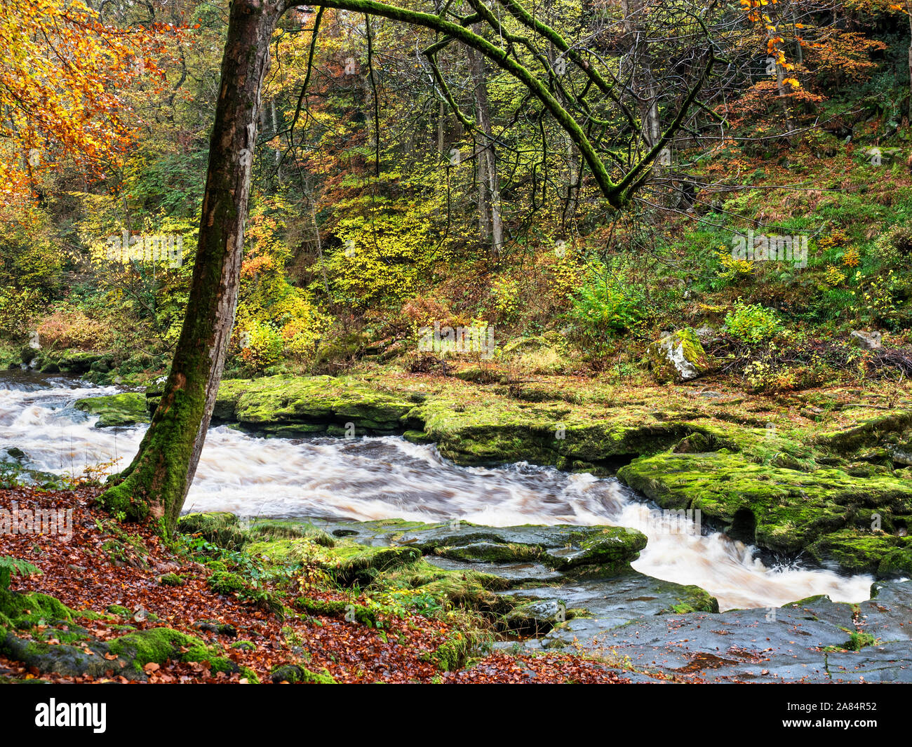 Die River Wharfe fließt schnell durch die Strid Strid Holz Bolton Abbey in Yorkshire Dales England Stockfoto
