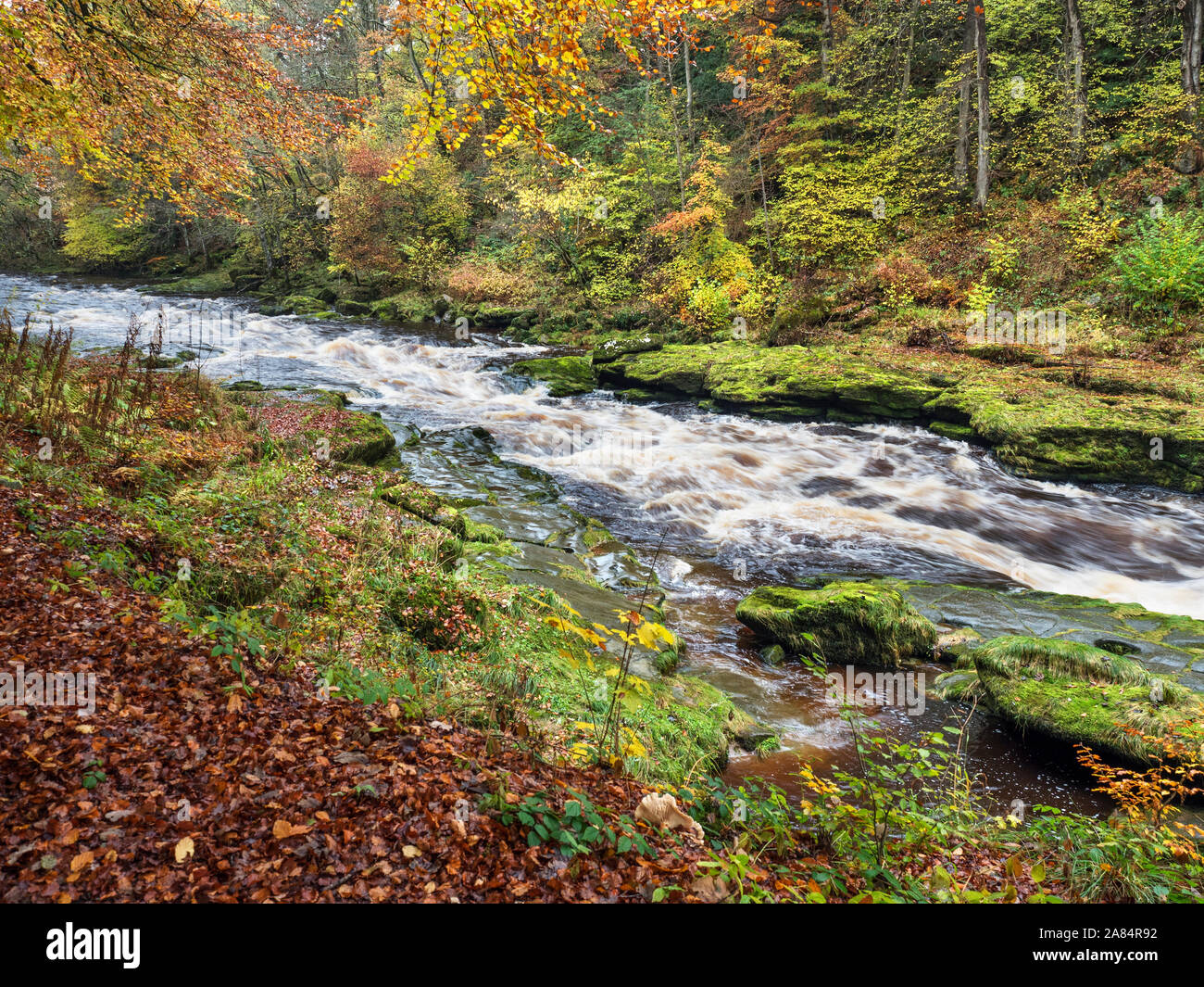 Die River Wharfe fließt schnell durch die Strid Strid Holz Bolton Abbey in Yorkshire Dales England Stockfoto