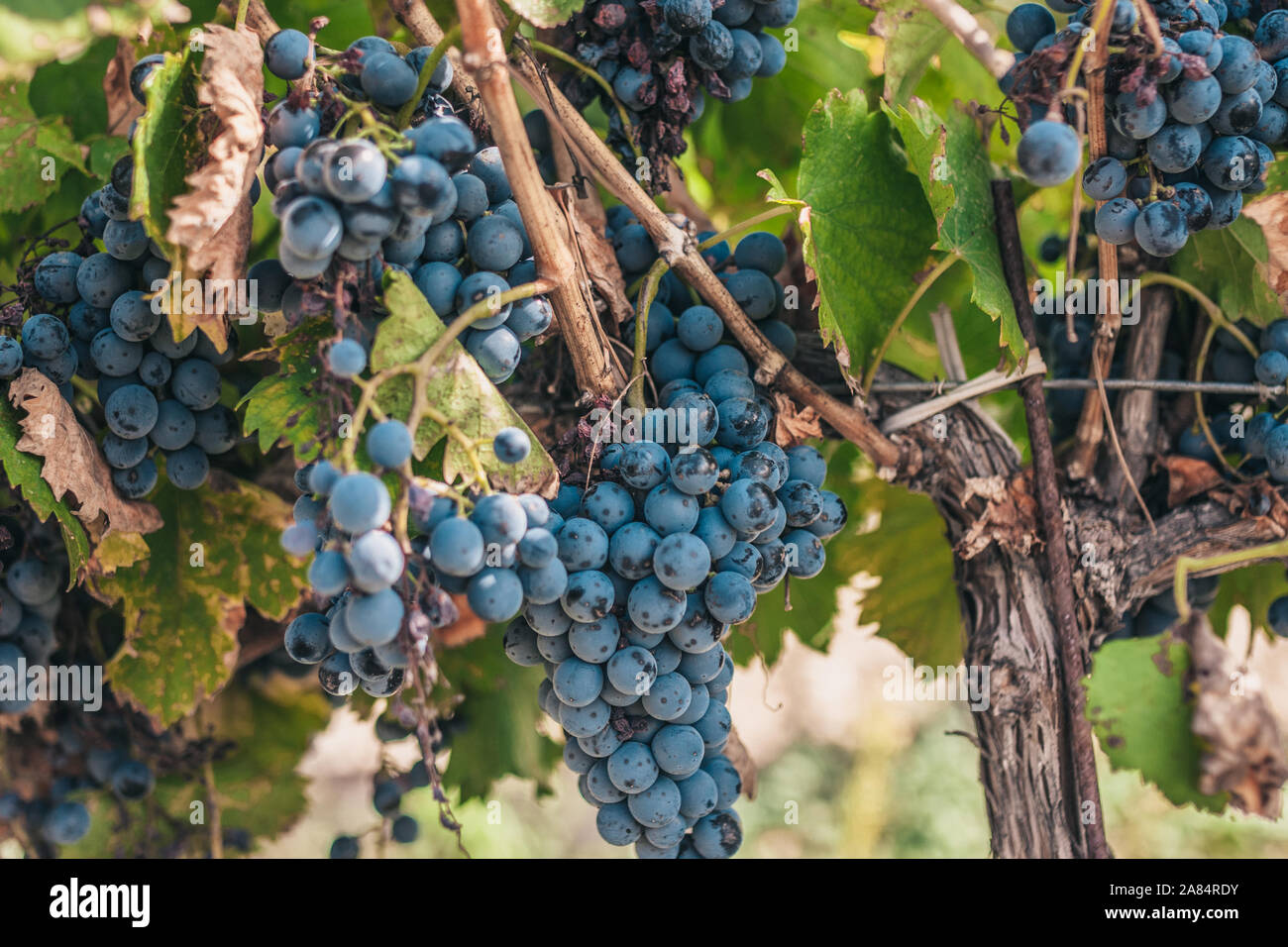 Reiche Ernte der Trauben in der Provence - Luberon - Ein gutes Jahr Stockfoto