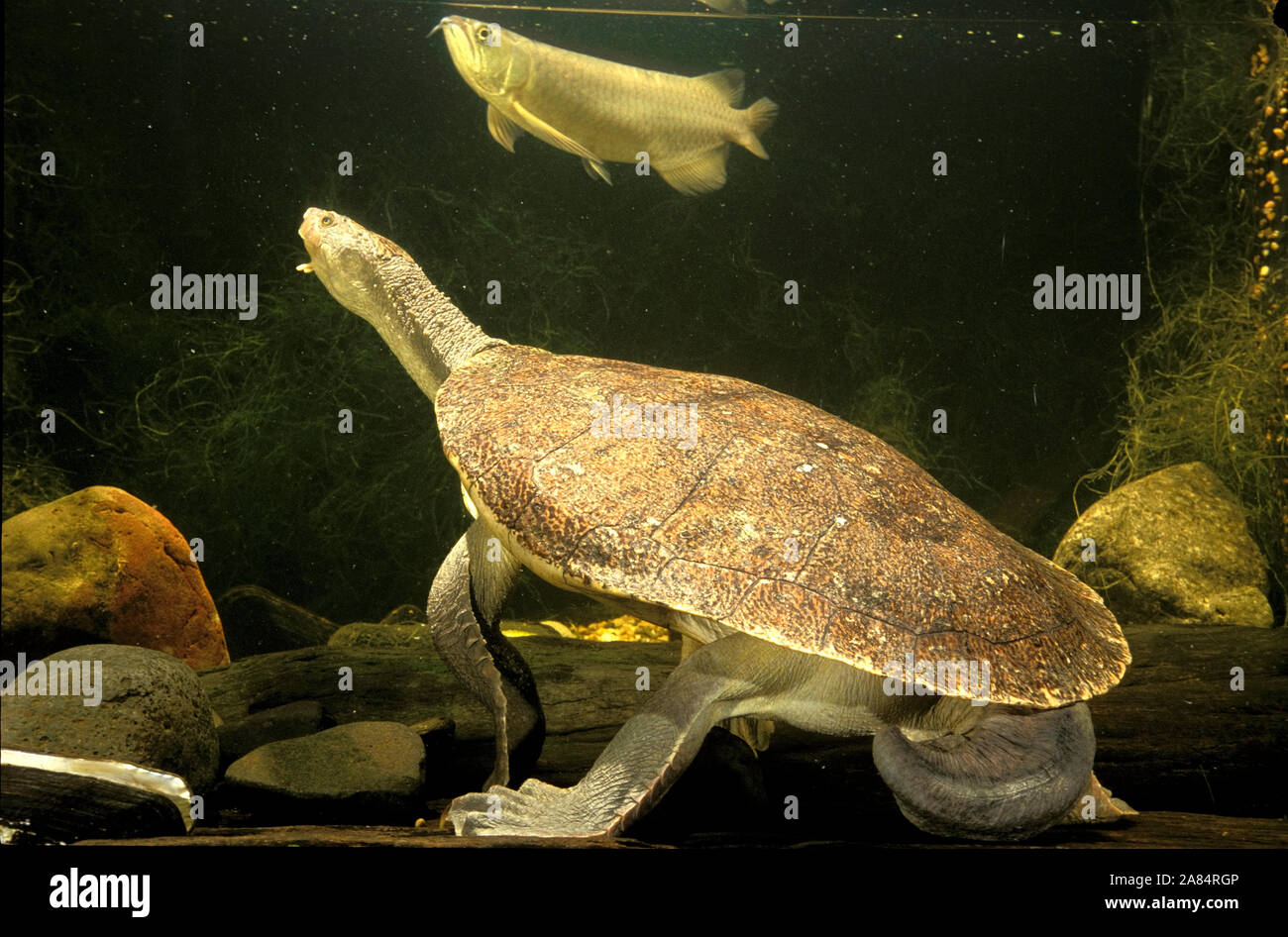 MARY RIVER SCHILDKRÖTE, Elusor macrurus Stockfoto