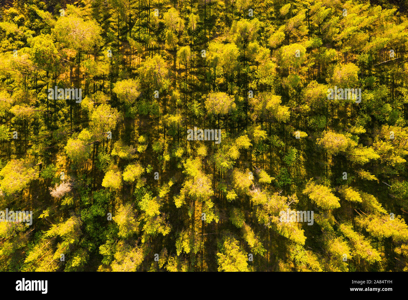 Goldene Abendsonne durch Wälder in Finnland scheint Stockfoto