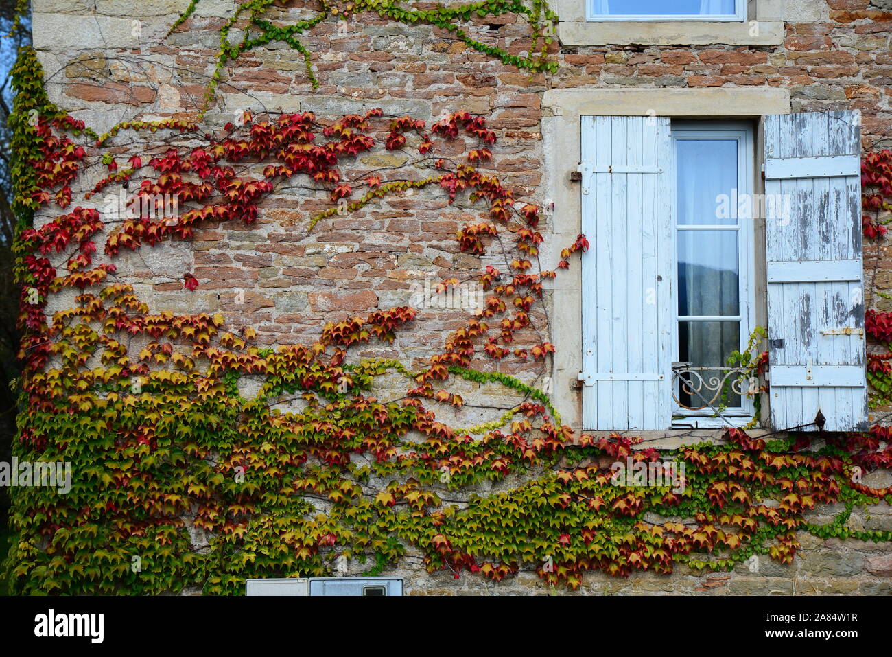 Halb offene Fenster Verschluss des Hauses in Cluny mit wilden Trauben im Herbst Stockfoto