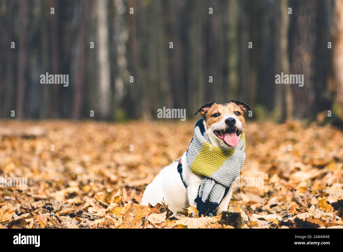 Hund in Schal bei kalten Herbsttag im Wald Stockfoto