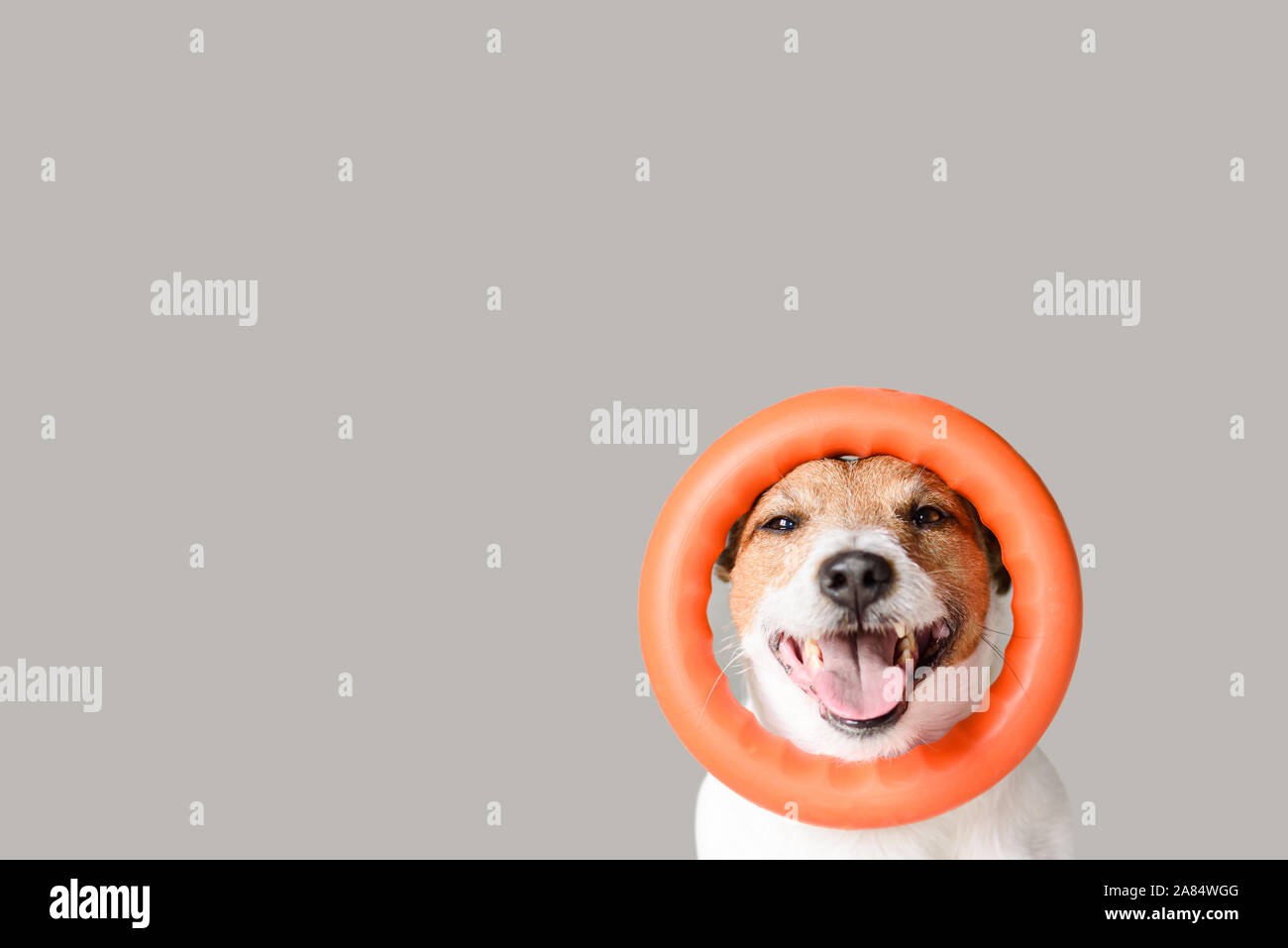 Glücklicher Hund mit Kreis Abzieher Spielzeug auf Kopf gegen grauer Hintergrund Stockfoto
