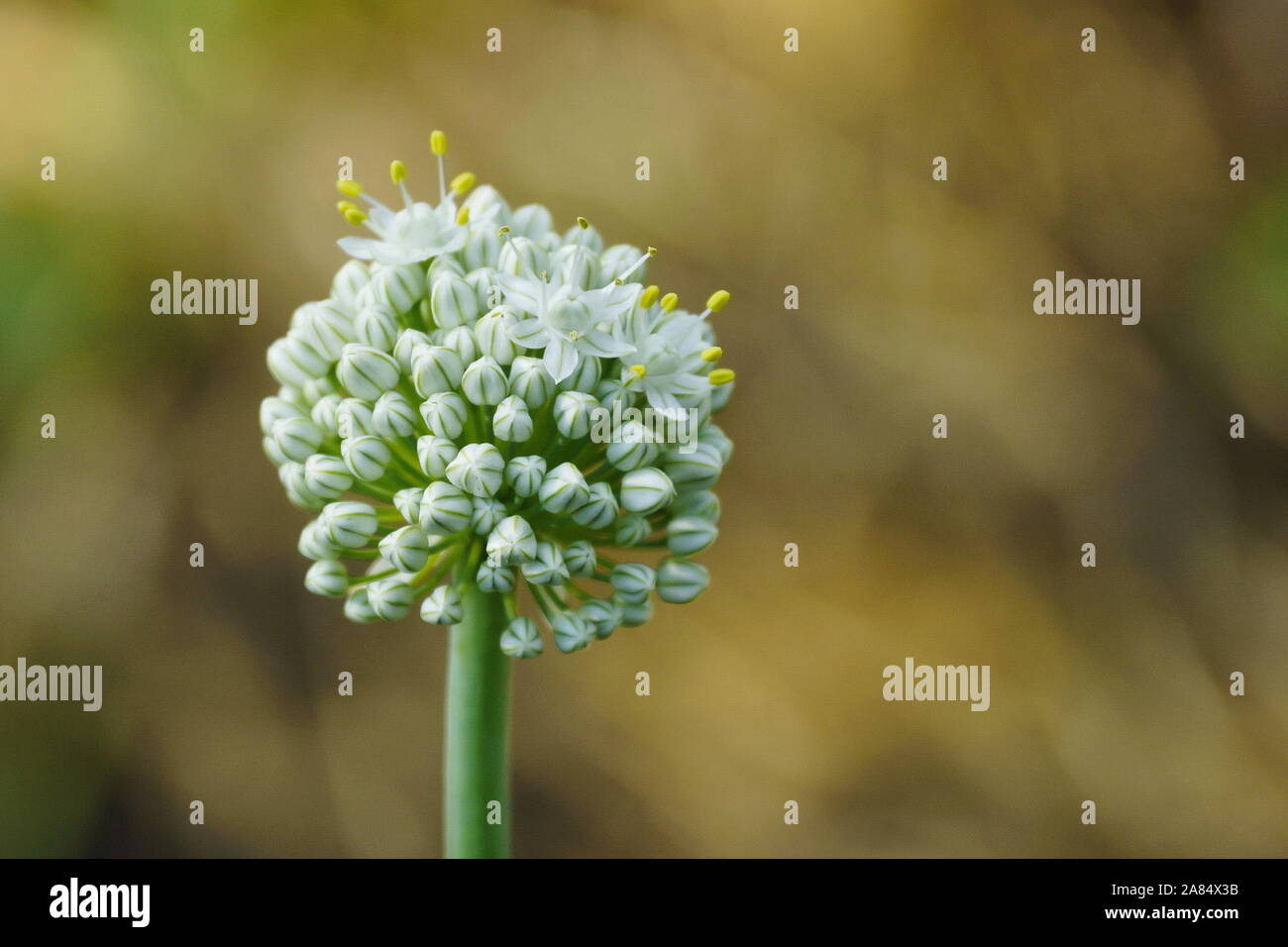 Eine Blume von Knoblauch Blüten Nahaufnahme Eurasischen wild Zwiebel  Stockfotografie - Alamy