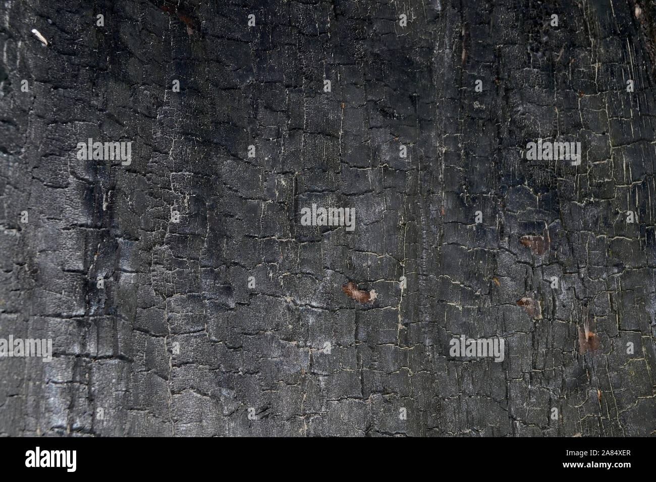 Hintergrund mit verbranntem Holz Textur. Schwarz verkohltem Holz Hintergrund. Stockfoto