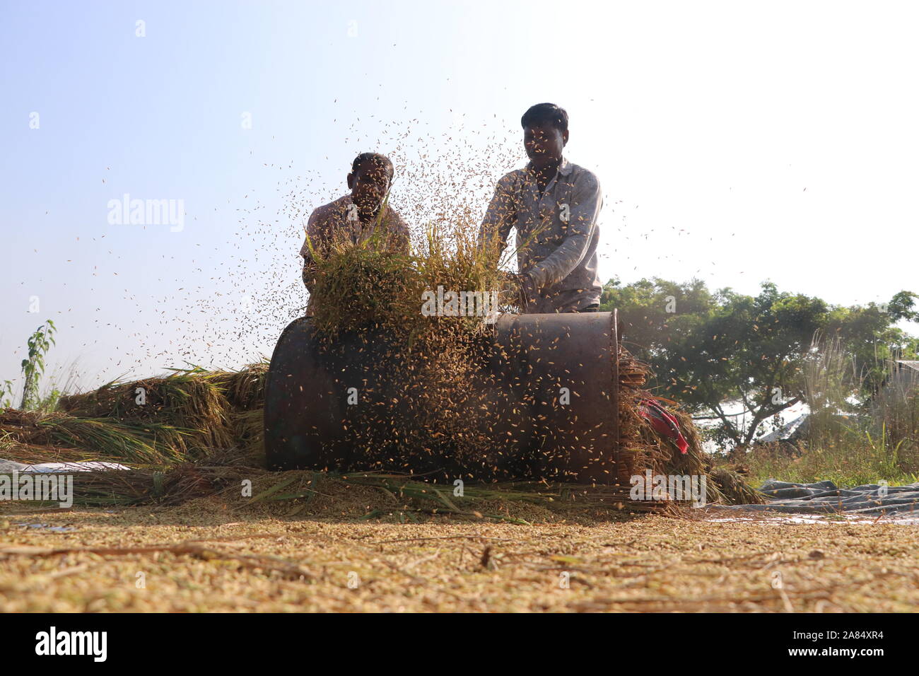 DHAKA Bangladesch narayanganj 2019 Bauern ernten gerade Rohreis. © Nazmul Islam/Alamy Stock Photo Stockfoto