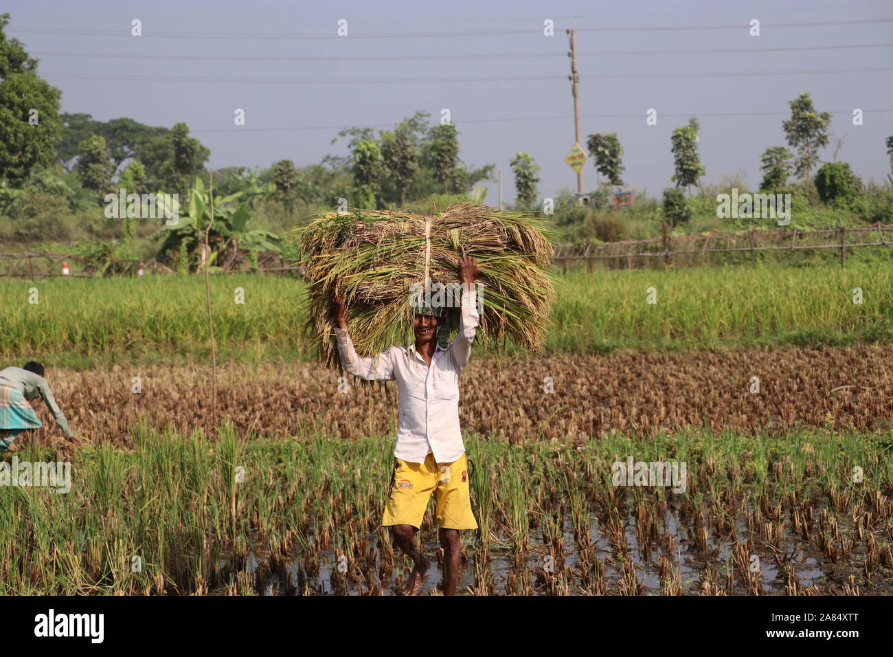 DHAKA Bangladesch narayanganj 2019 Bauern ernten gerade Rohreis. © Nazmul Islam/Alamy Stock Photo Stockfoto