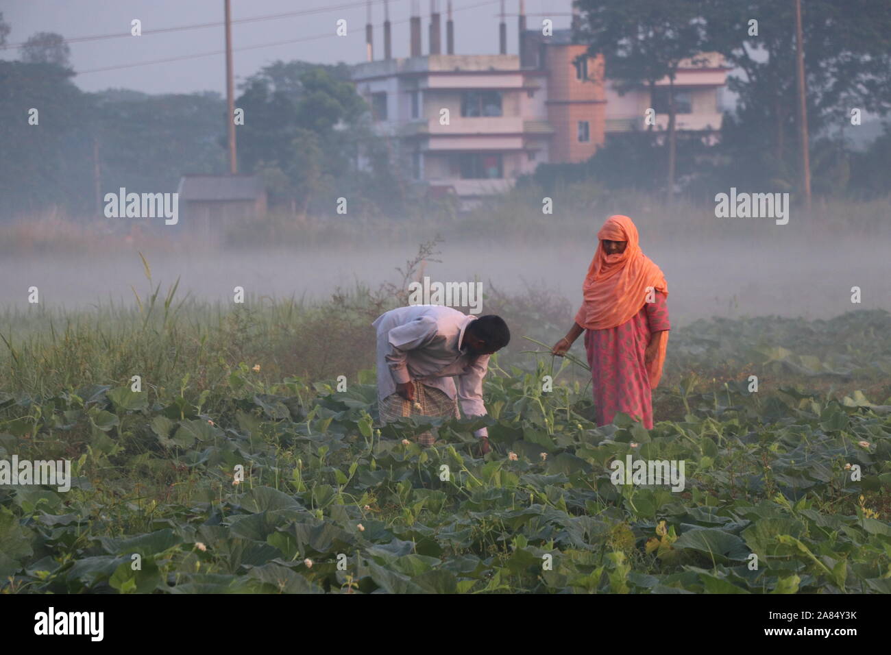 Winter Morning Dew Point 1nov2019, Dhaka purrbachal narayanganj. Bauern pflegen am Wintermorgen Gemüsegarten © Nazmul Islam/Alamy Liv Stockfoto