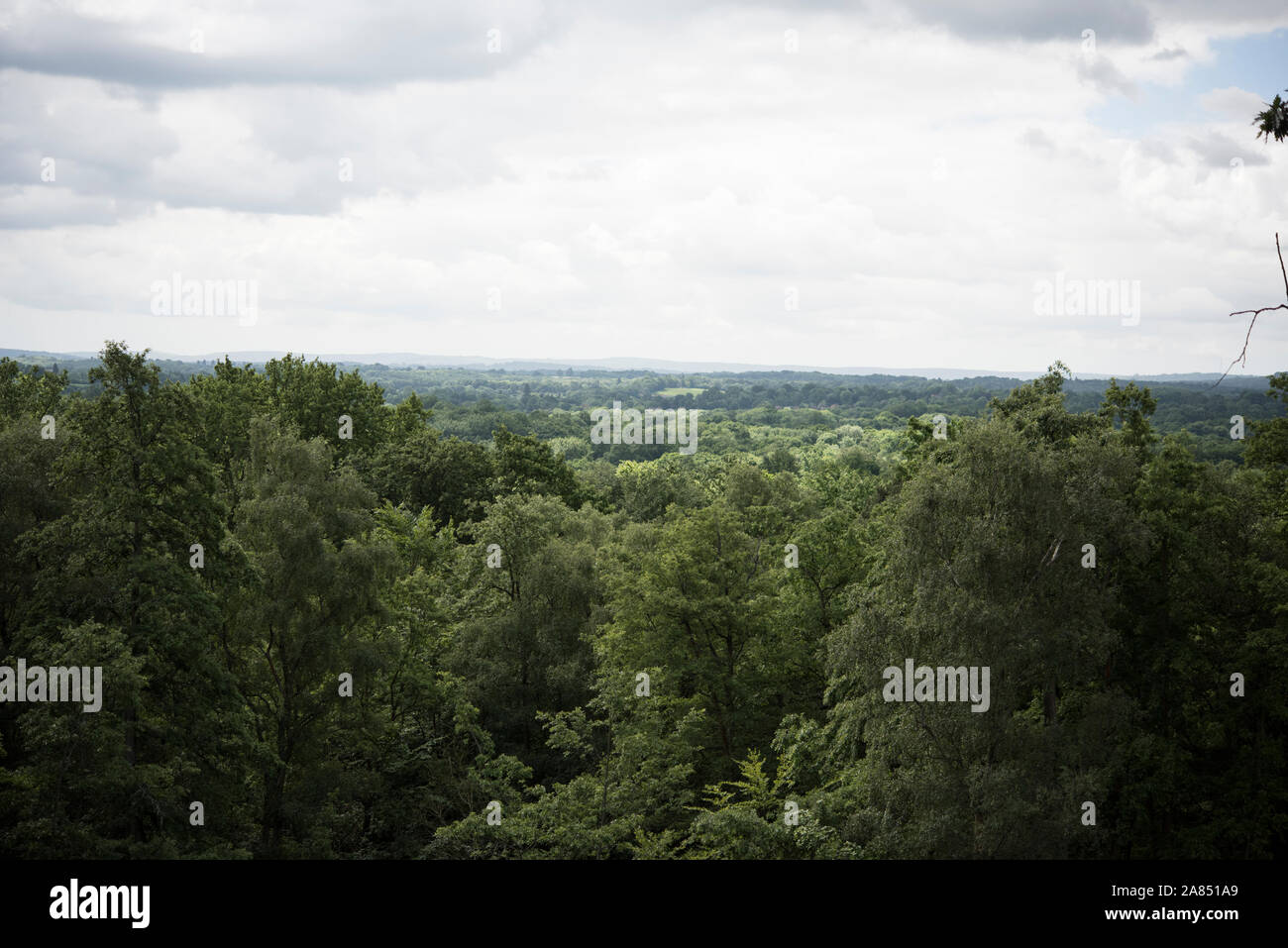 Hambledon Common, Surrey, Großbritannien Stockfoto