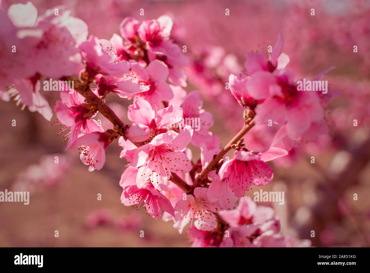 Blick auf rosa Pfirsichbäume blühen. Weiß und Rosa zarten Blüten. Rosa und frischen Farbtönen auf einem natürlichen Hintergrund. Torres de Segre und Alcarras landsca Stockfoto