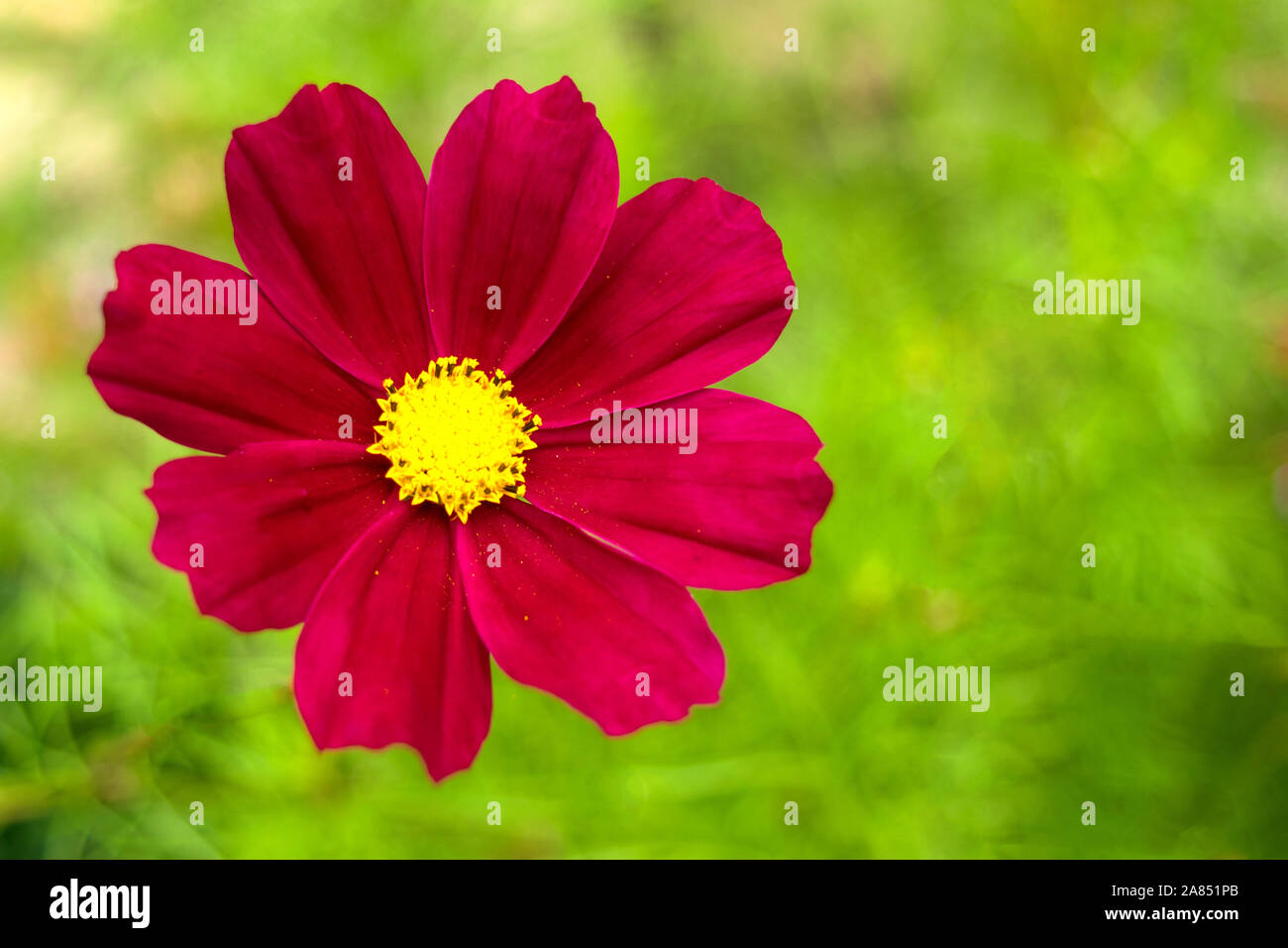 Garten Kosmos oder mexikanischen Aster (Cosmos Bipinnatus) Lila Blume mit natürlichen, grünen Hintergrund Stockfoto