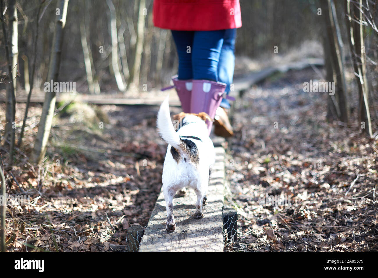 Süßer Hund folgende Besitzer Wandern auf der Plank im Herbst Wald Stockfoto