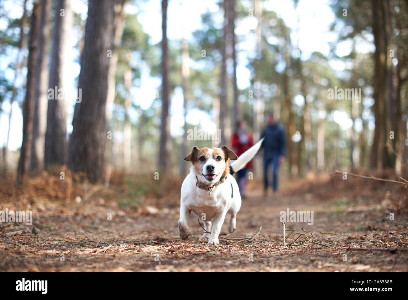 Glückliche, unbeschwerte Hund im Herbst Woods läuft Stockfoto