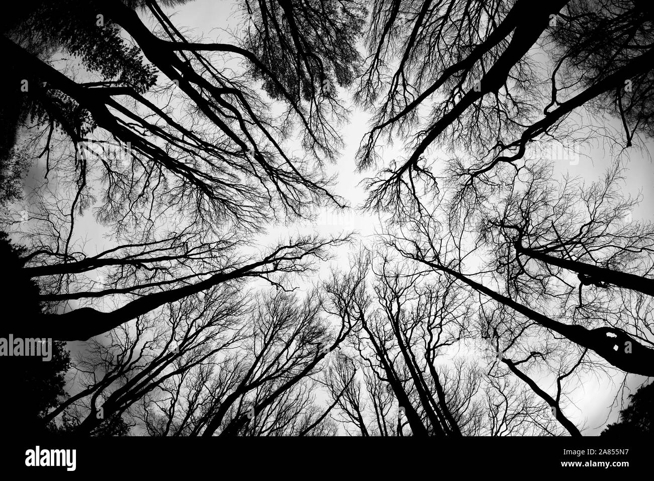Weitwinkel fisheye objektiv Foto vom Boden bis zur Oberkante der Wald mit Bäumen und trockenen Zweigen. Stockfoto